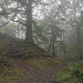foggy woodland view with a path and old trees