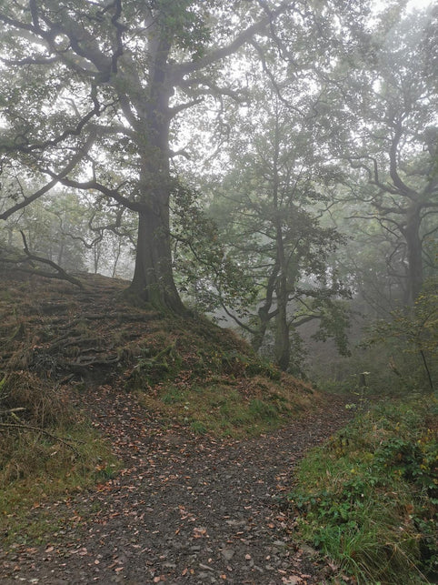 foggy woodland view with a path and old trees