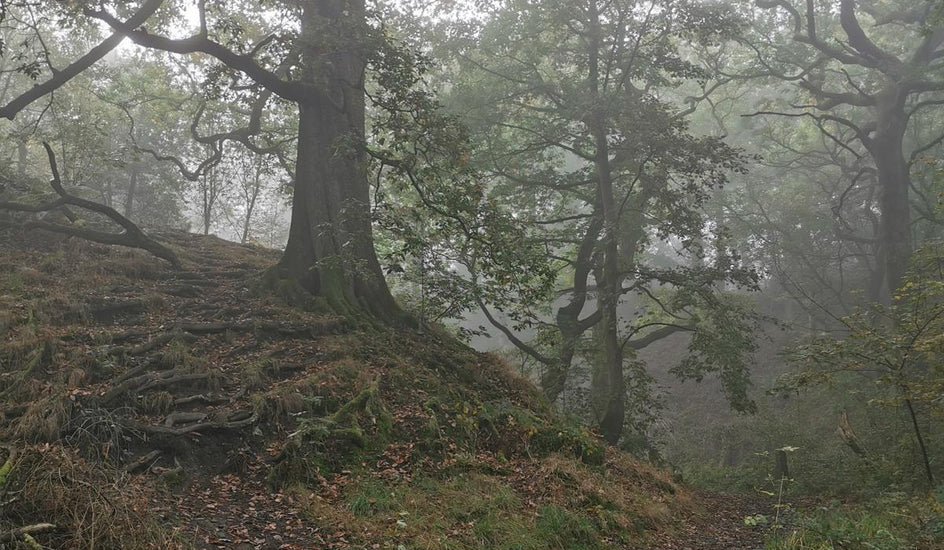 foggy woodland view with a path and old trees