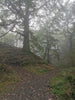 foggy woodland view with a path and old trees